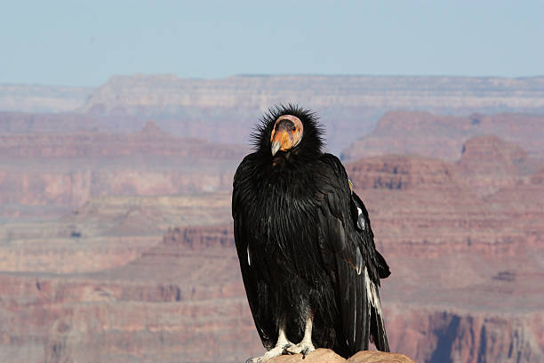 California Condor