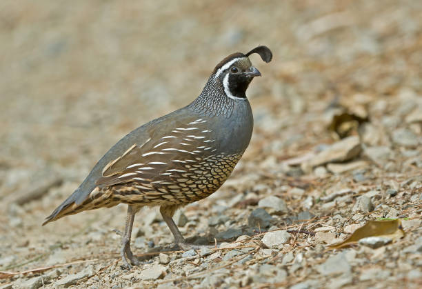 California Quail